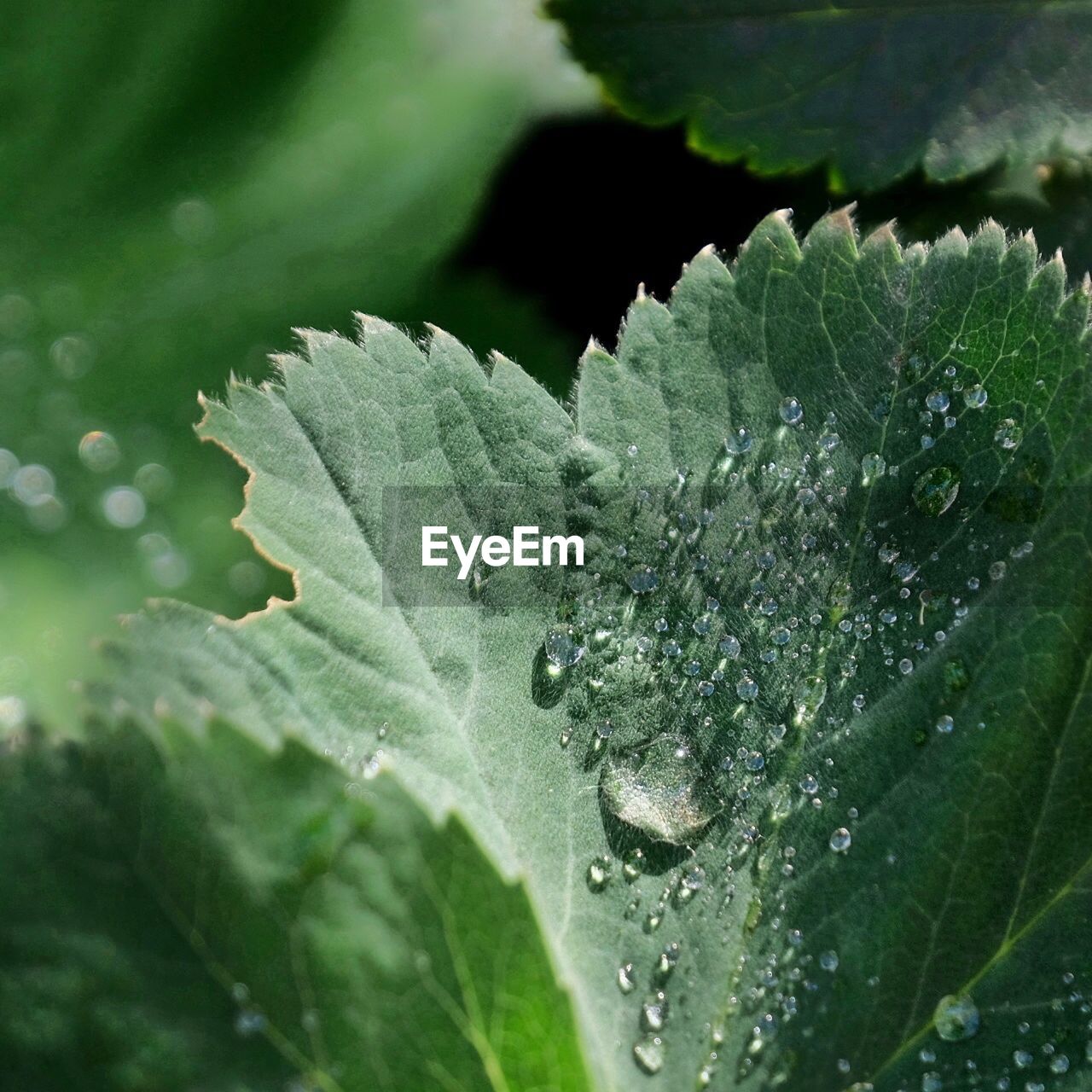 CLOSE-UP OF WET LEAF