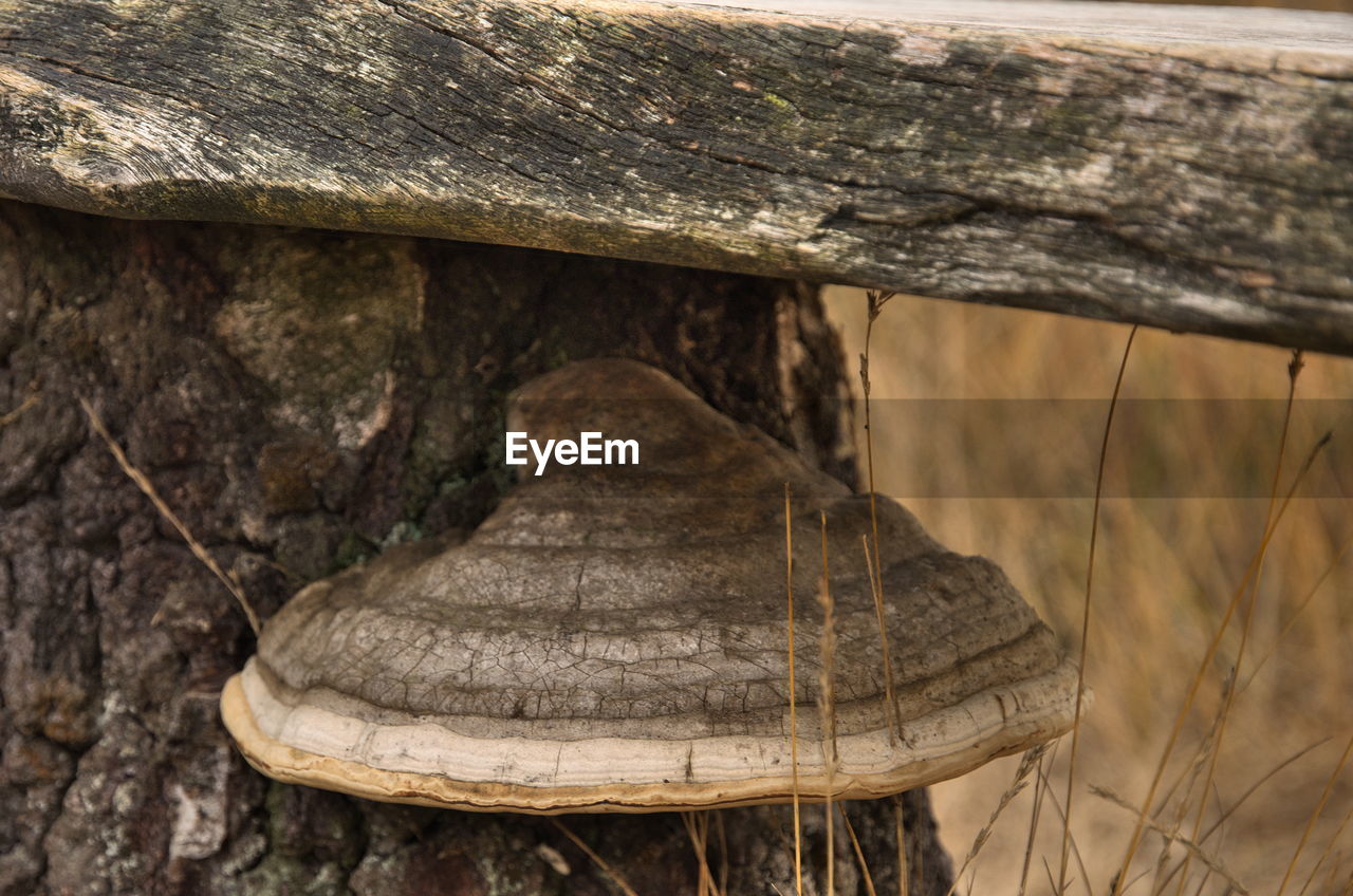 wood, trunk, no people, nature, tree, day, outdoors, plant, timber, log, close-up, rock, tree trunk, land