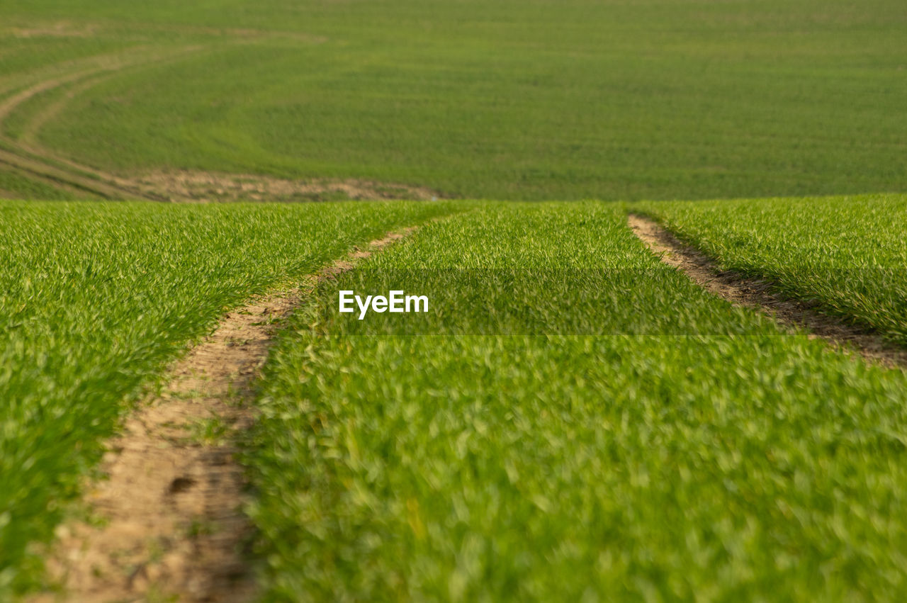 Scenic view of agricultural field