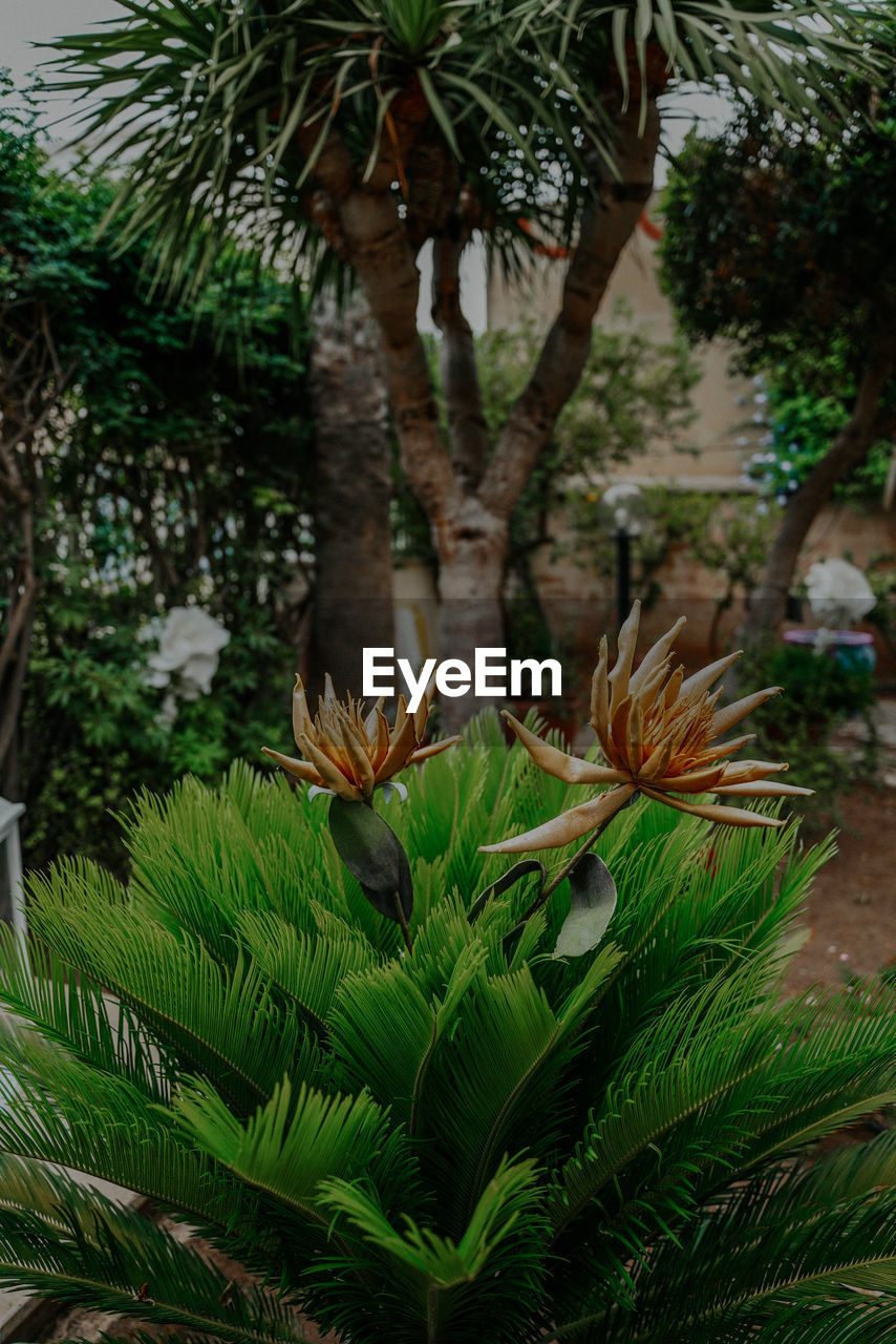 HIGH ANGLE VIEW OF PLANTS GROWING ON TREE