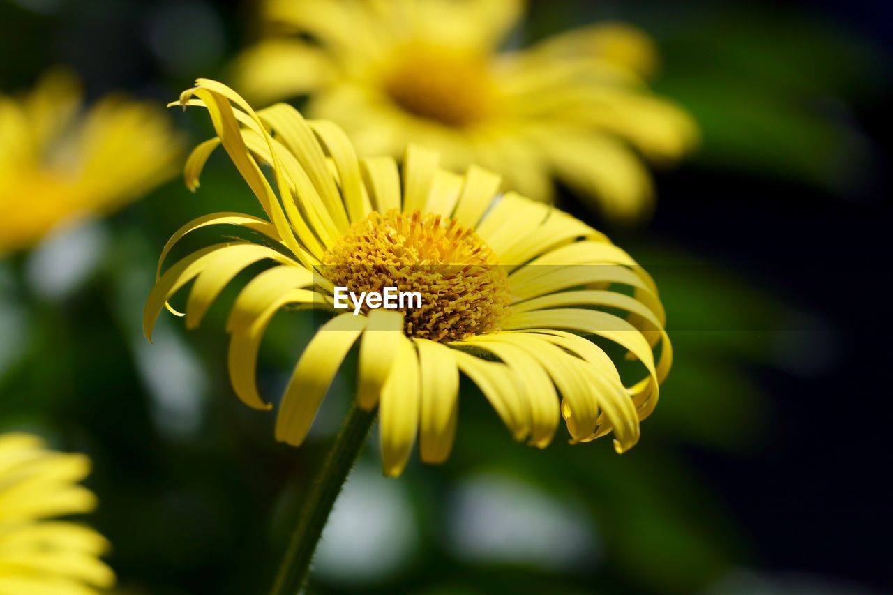 Close-up of yellow flowering plant