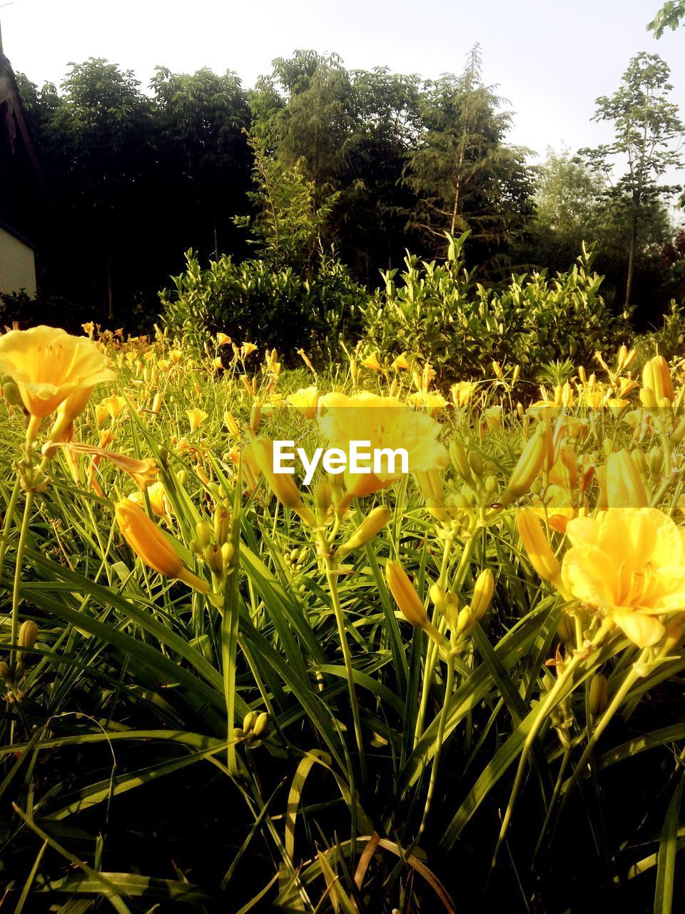 CLOSE-UP OF YELLOW FLOWERS BLOOMING ON TREE