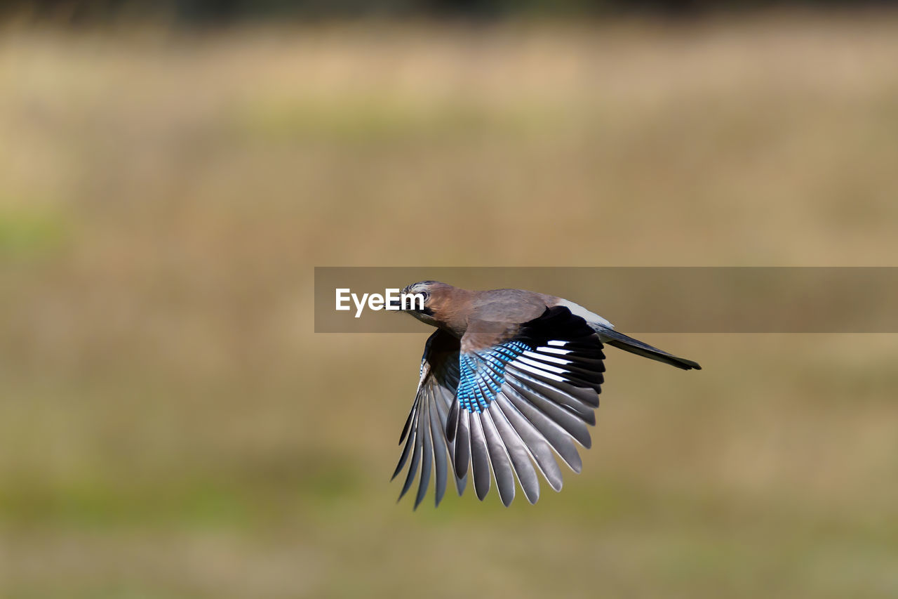 Close-up of a bird flying