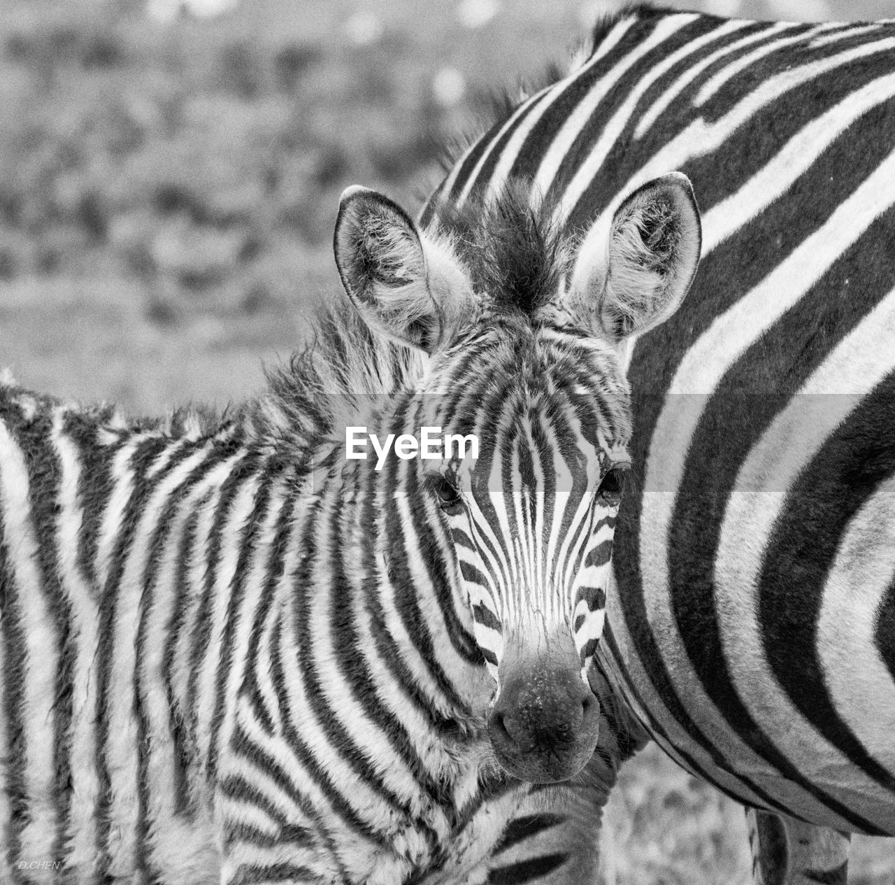 Portrait of foal with zebra standing on field