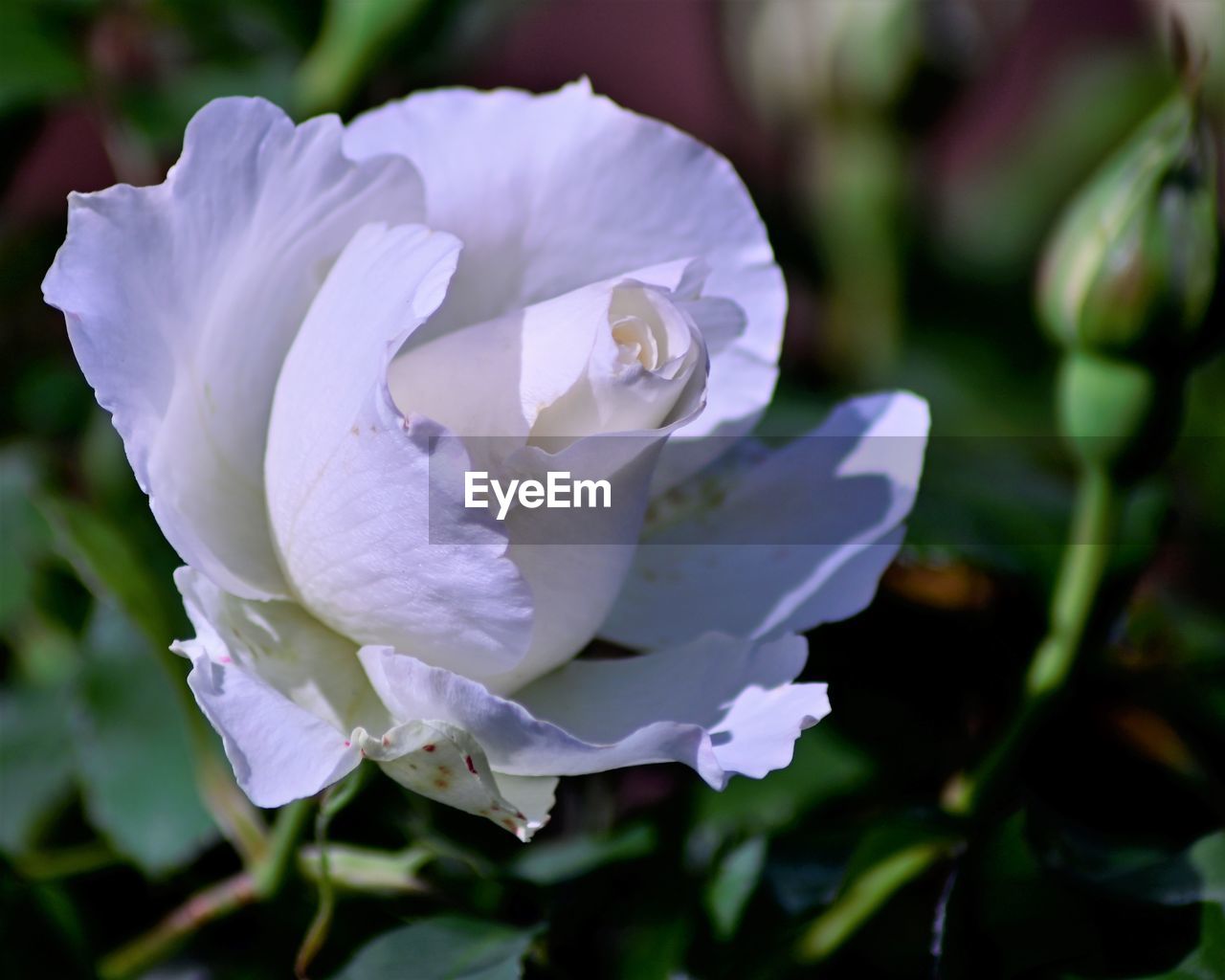 CLOSE-UP OF WHITE ROSE IN FLOWER