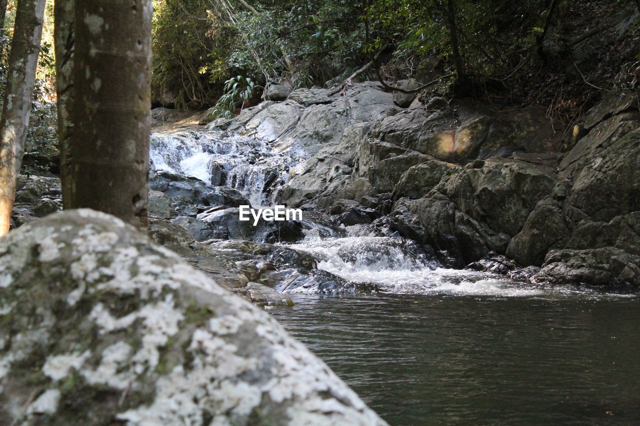 RIVER FLOWING IN FOREST