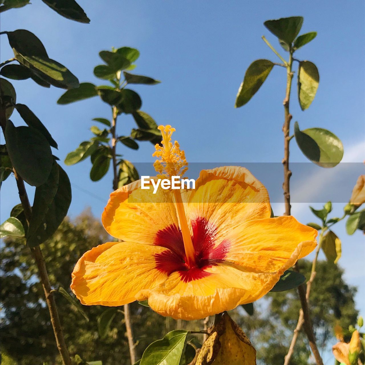 CLOSE-UP OF YELLOW FLOWERING PLANTS