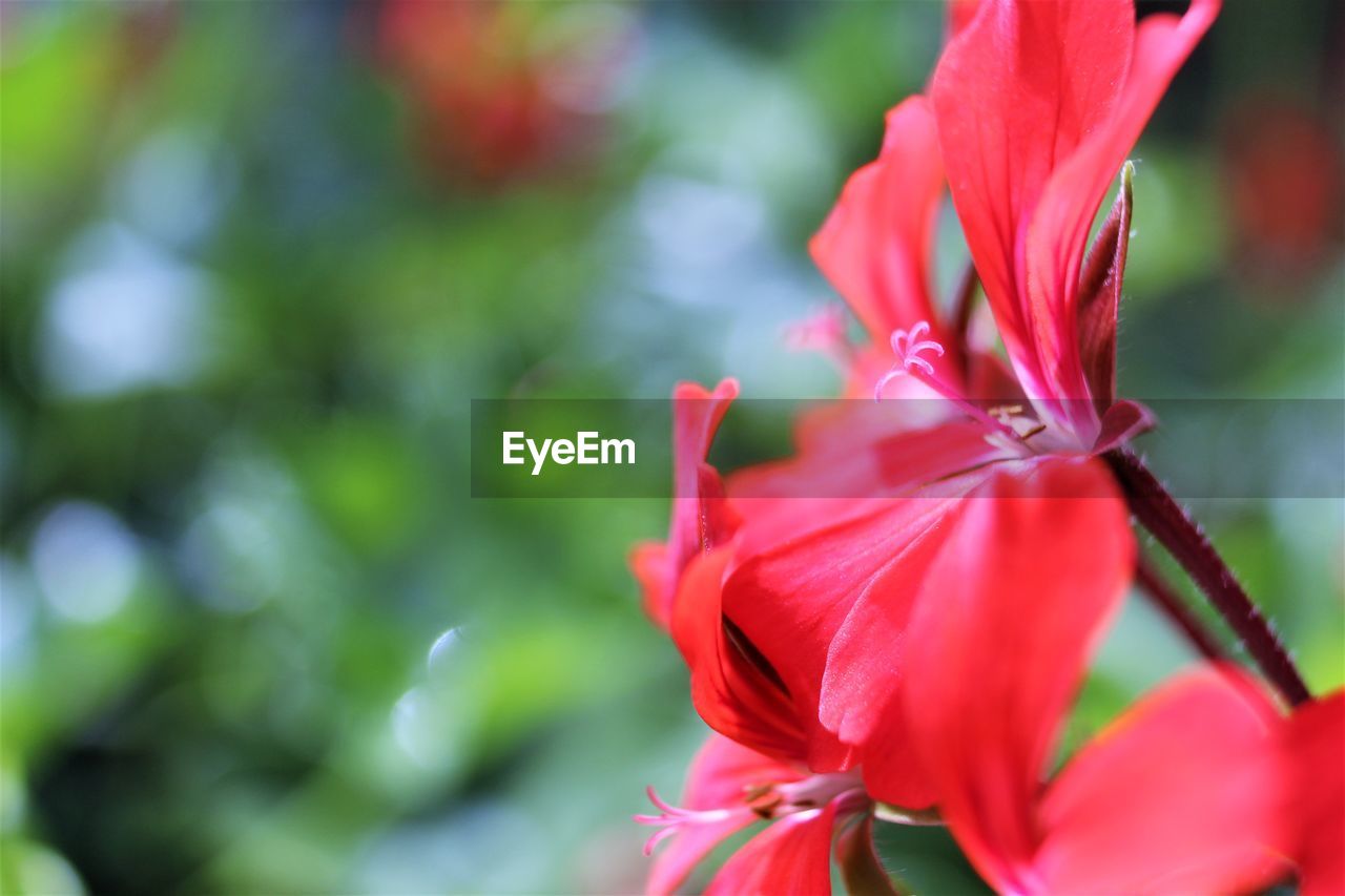 CLOSE-UP OF RED ROSE FLOWER