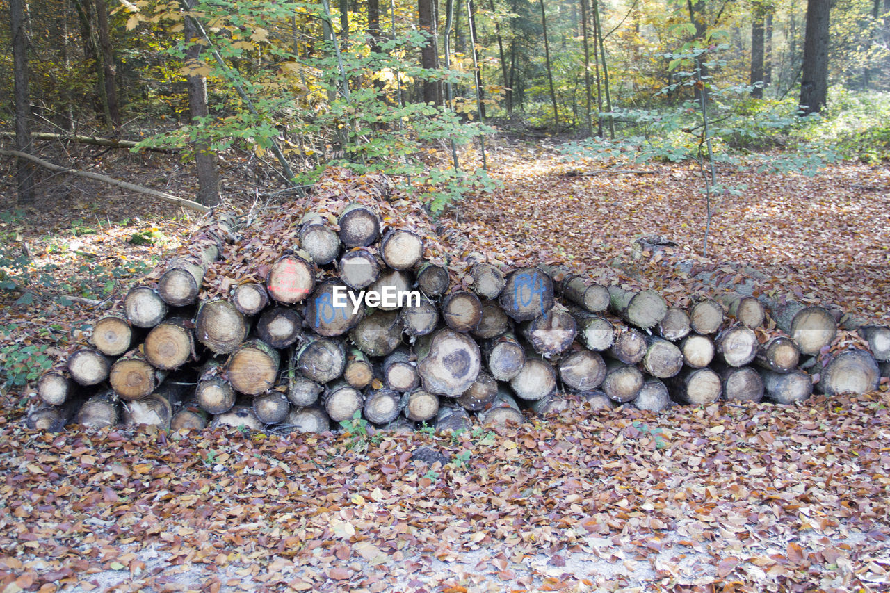 Stack of pebbles in forest