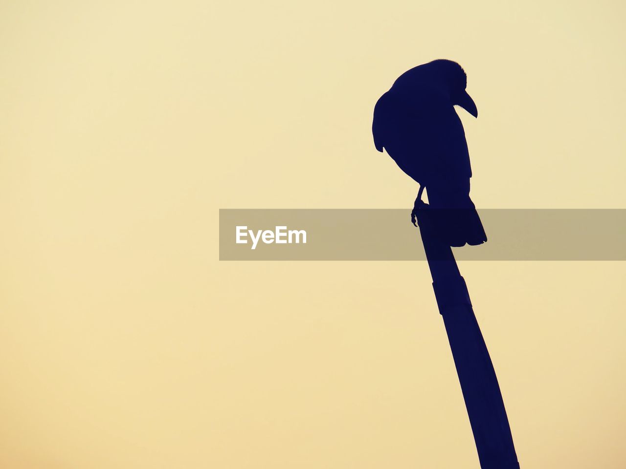 LOW ANGLE VIEW OF SILHOUETTE BIRD PERCHING ON POLE