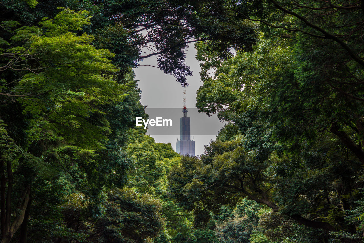 TREES IN FRONT OF BUILDING