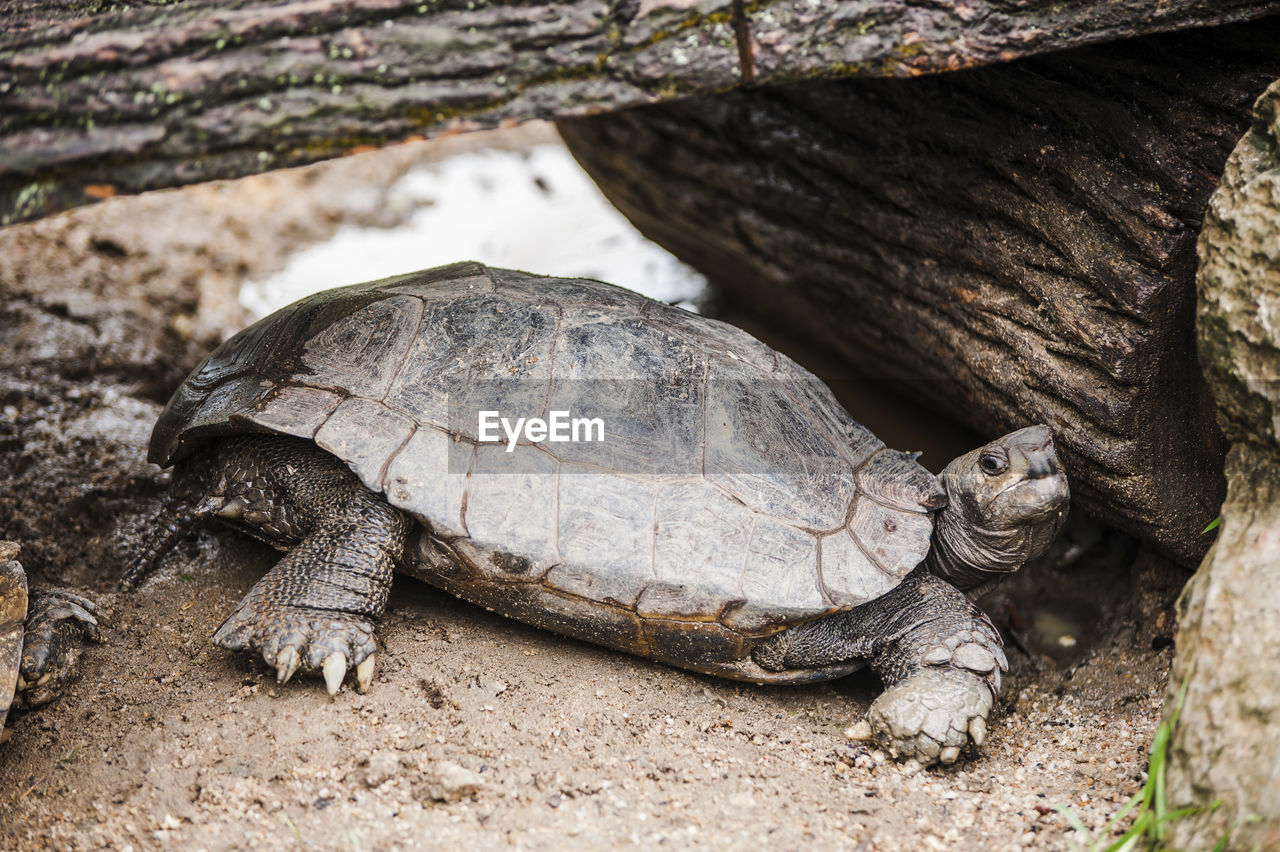 Close-up of turtle