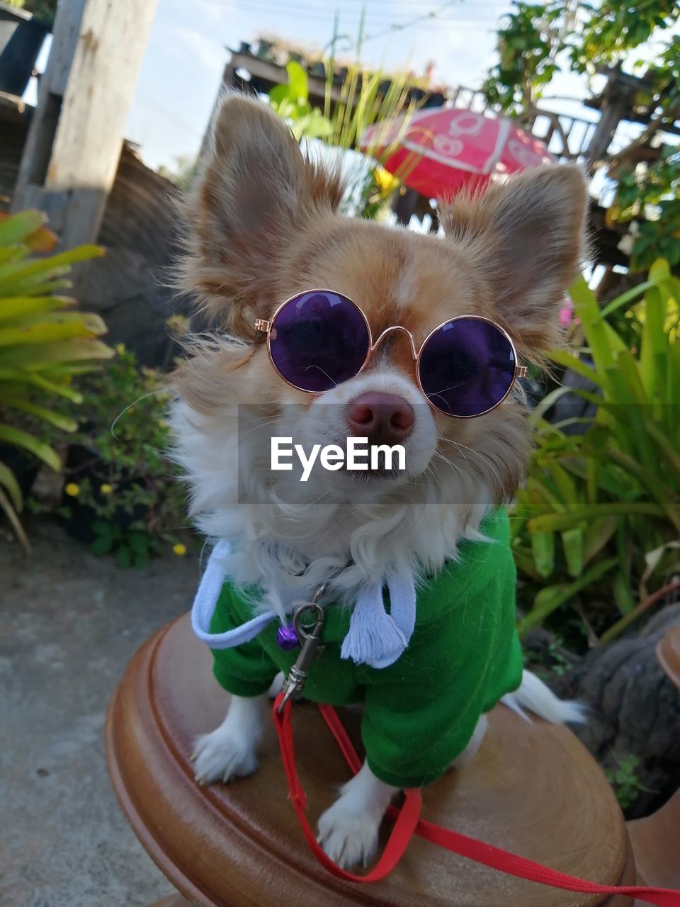 PORTRAIT OF A DOG WITH SUNGLASSES