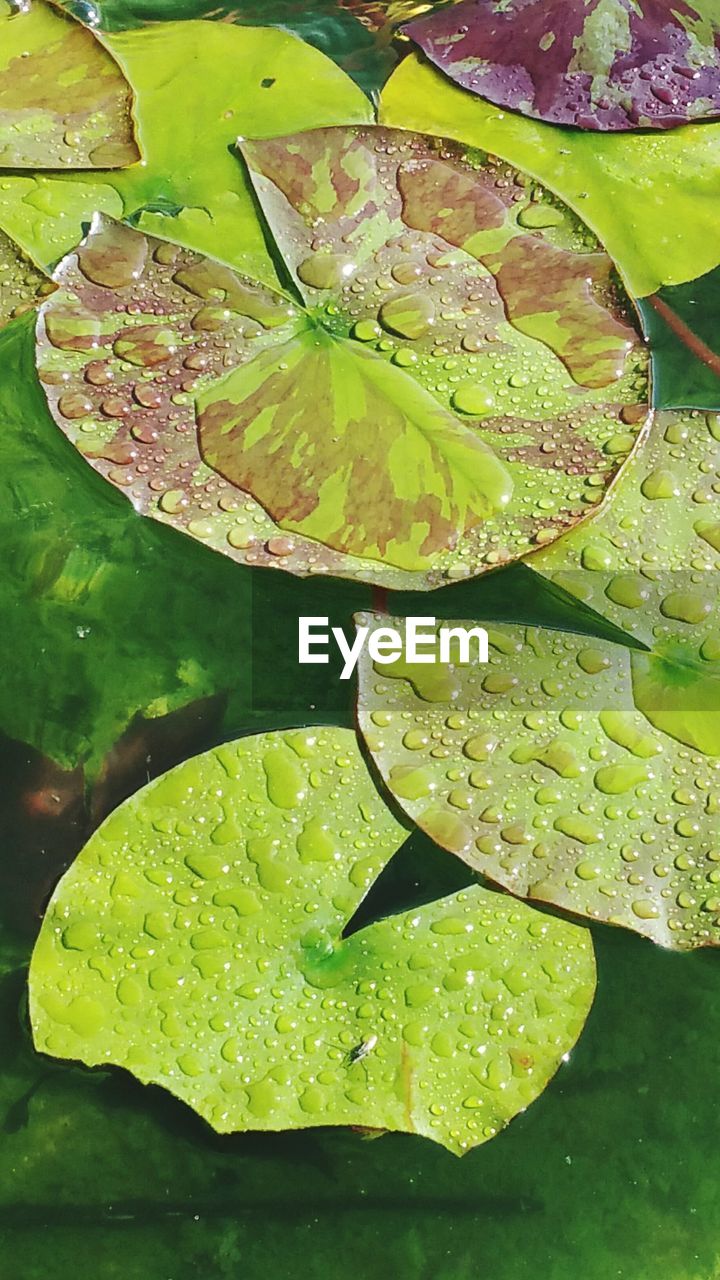 CLOSE-UP OF LOTUS WATER LILY LEAF IN LAKE