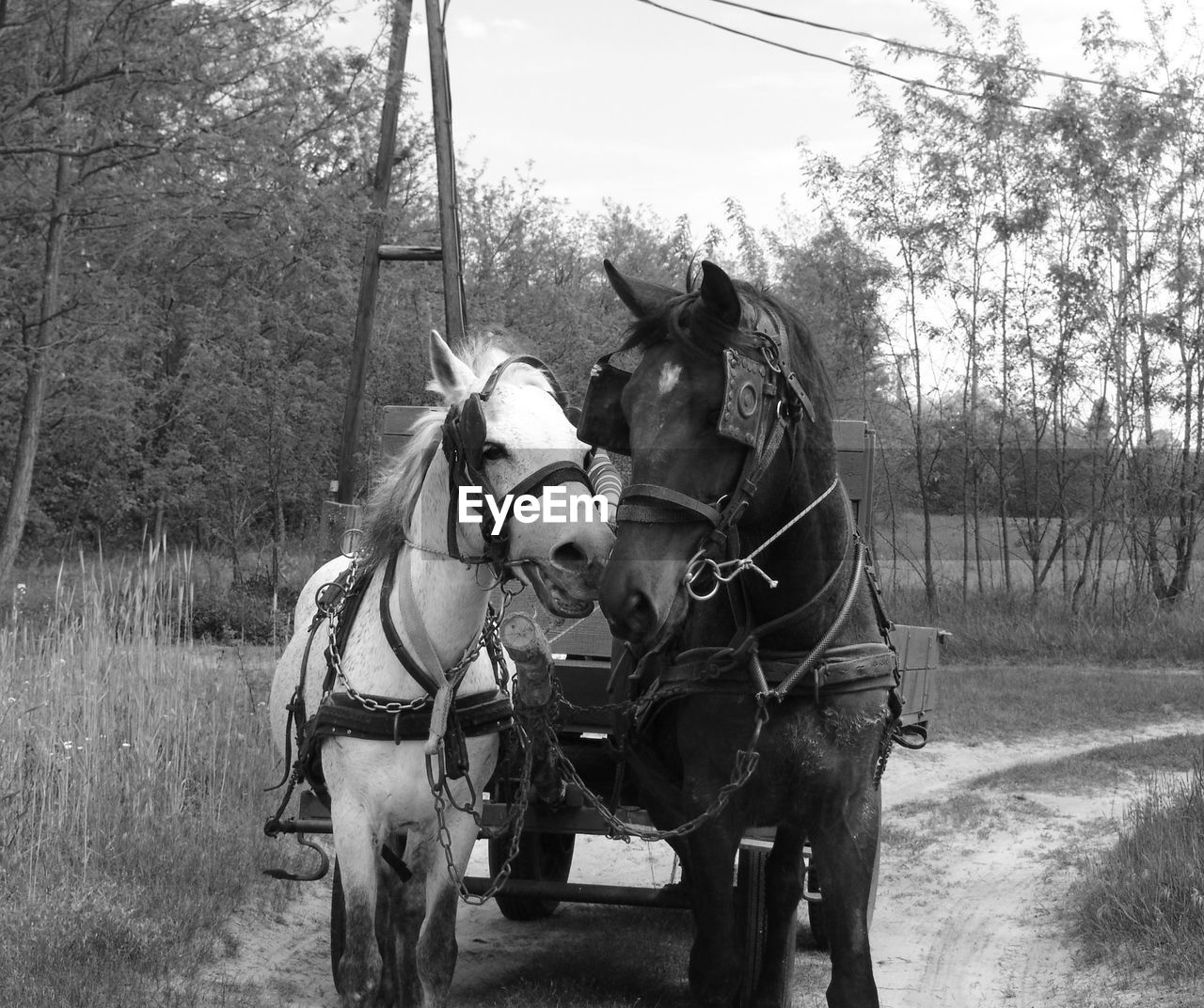 HORSE CART ON FARM