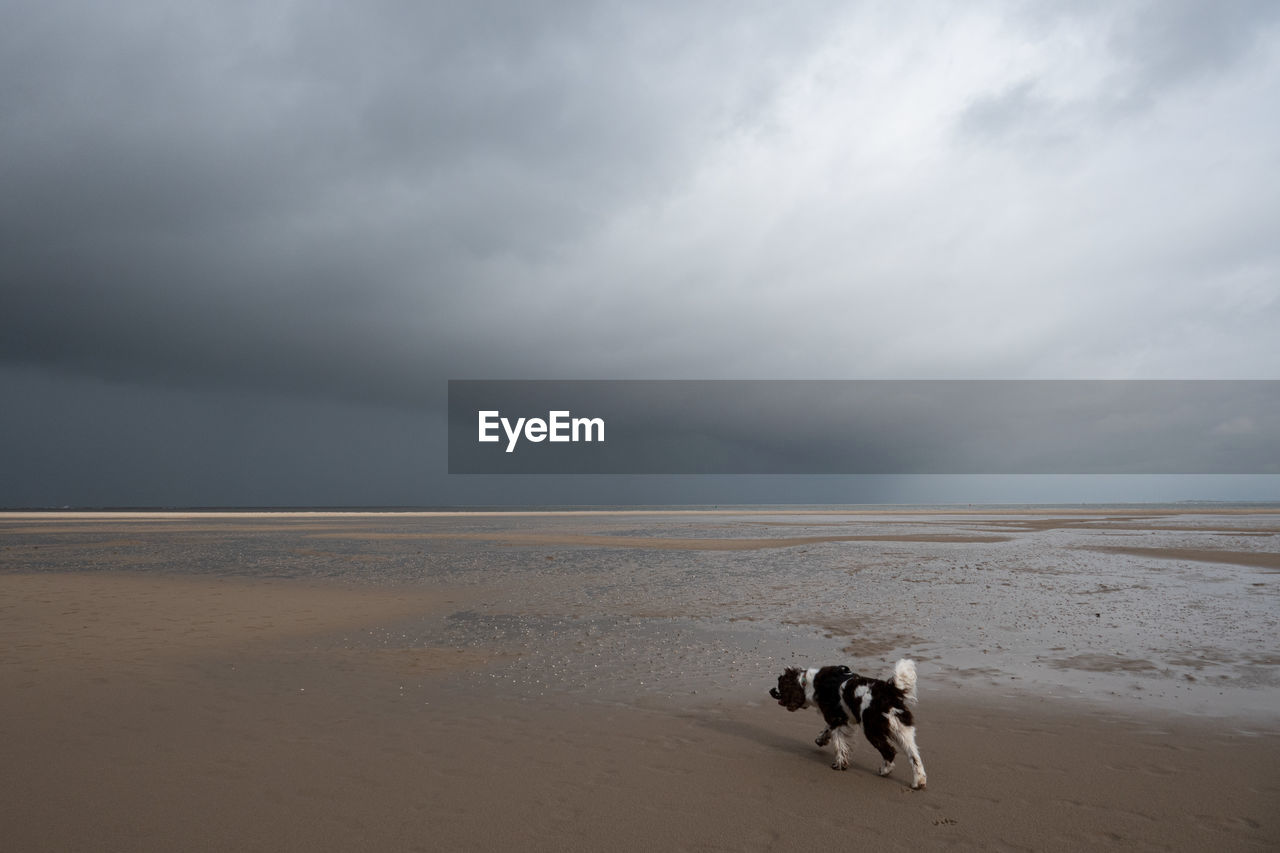 View of dog on beach against dramatic sky