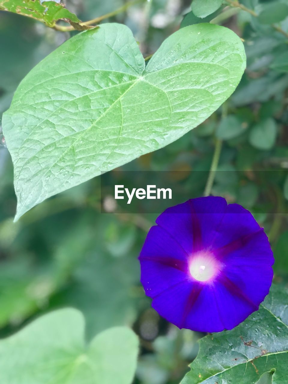 CLOSE-UP OF PURPLE FLOWER GROWING OUTDOORS