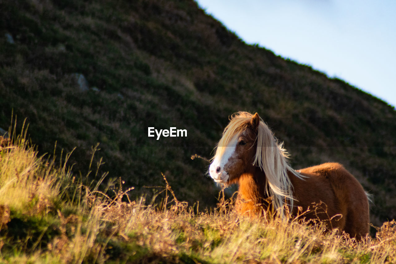 horse, animal, animal themes, mammal, animal wildlife, domestic animals, pasture, one animal, livestock, plant, grass, pet, nature, mustang horse, meadow, land, mountain, no people, rural area, landscape, field, grazing, sky, environment, wildlife, outdoors, grassland, prairie, day, brown, beauty in nature, side view, plain, wilderness, rural scene, stallion, mountain range, mane, mare, herbivorous, agriculture