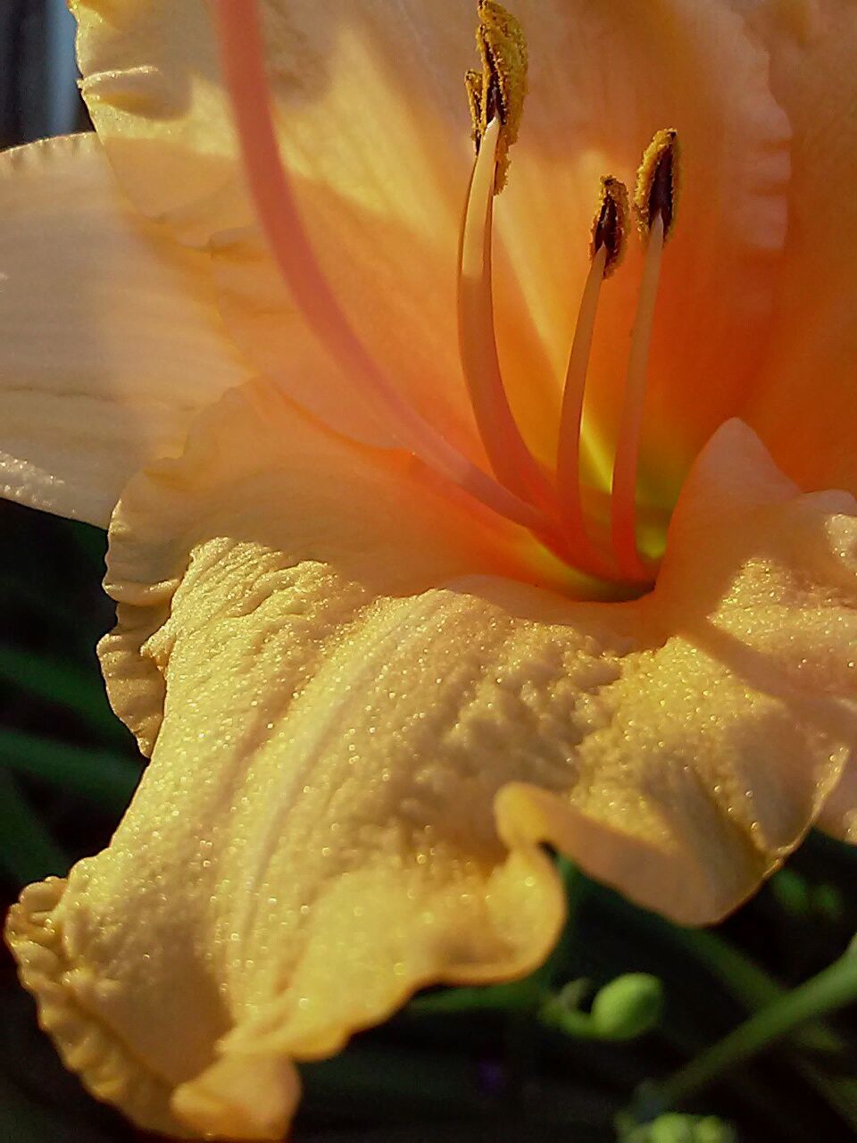 CLOSE-UP OF YELLOW FLOWERS