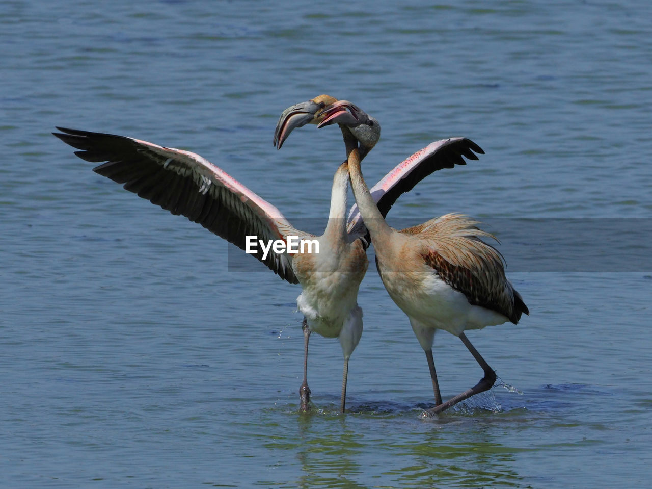 BIRDS IN LAKE