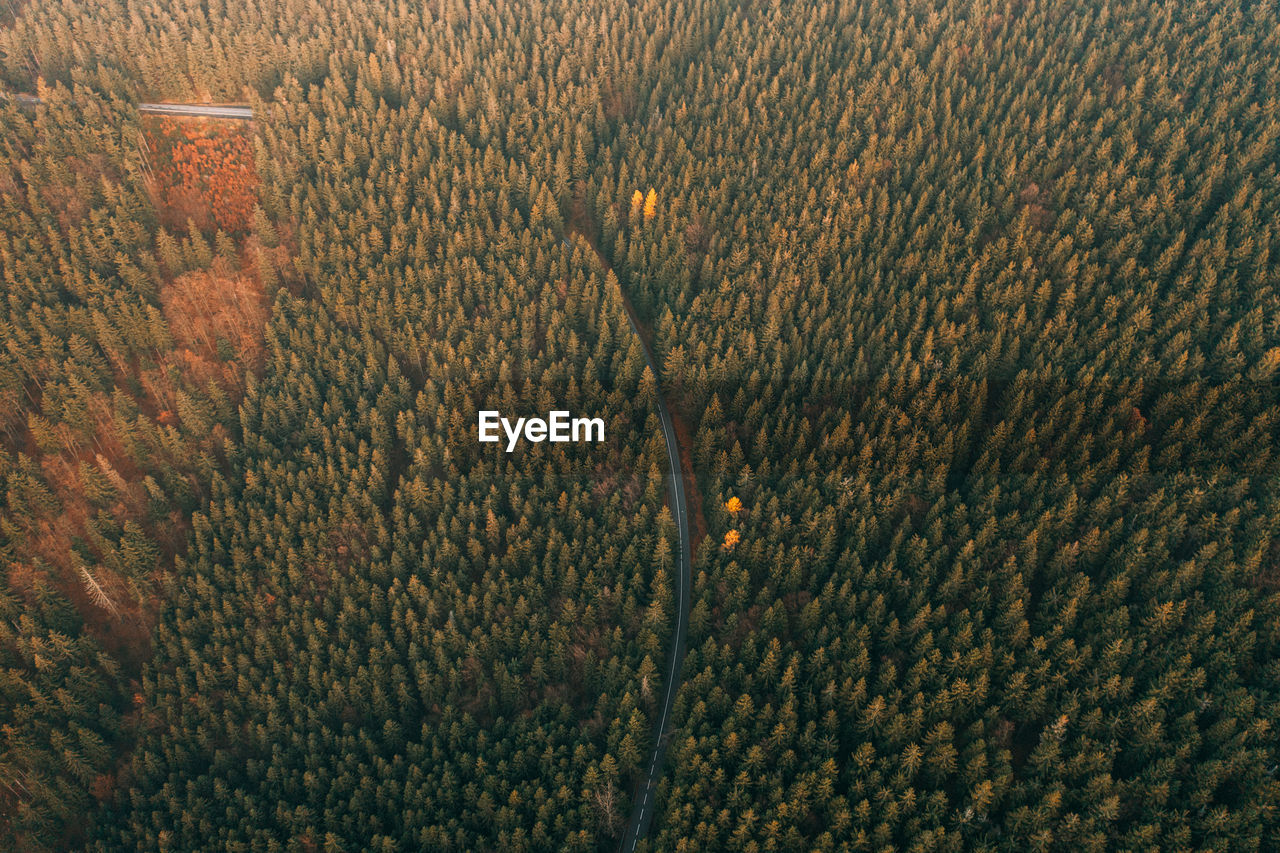 Curvy road in autumn pine forest. top down drone photography. outdoor wilderness.