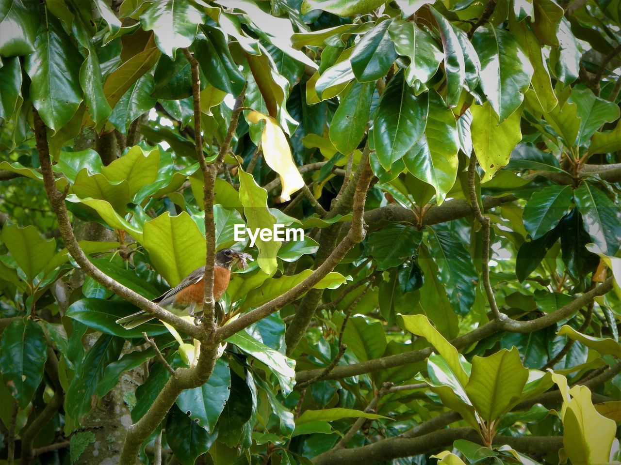 CLOSE-UP OF FRESH GREEN PLANTS ON PLANT