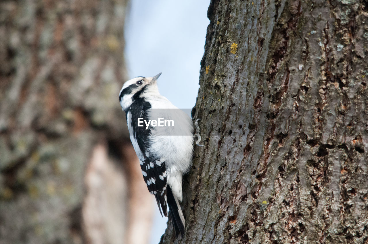 CLOSE-UP OF BIRD PERCHING ON SNOW