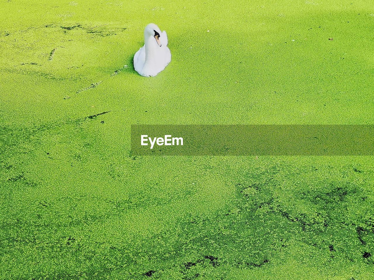 High angle view of bird in a pond