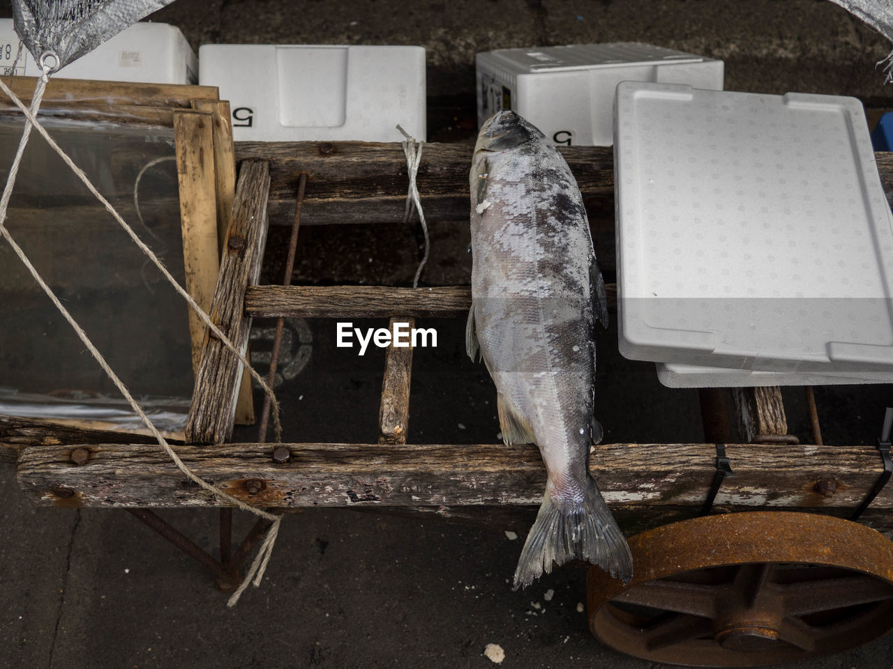 High angle view of fish on table