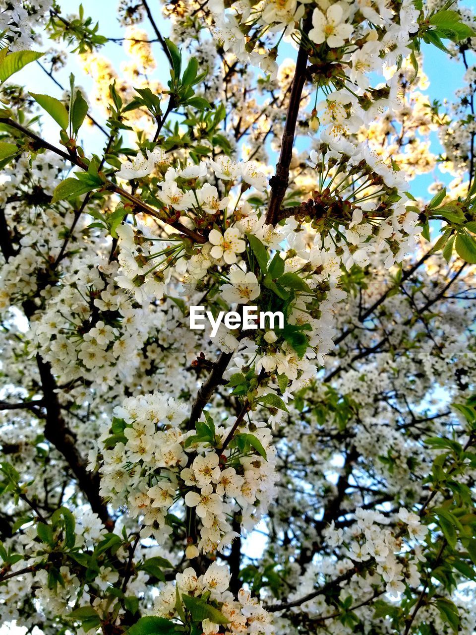 LOW ANGLE VIEW OF APPLE BLOSSOM