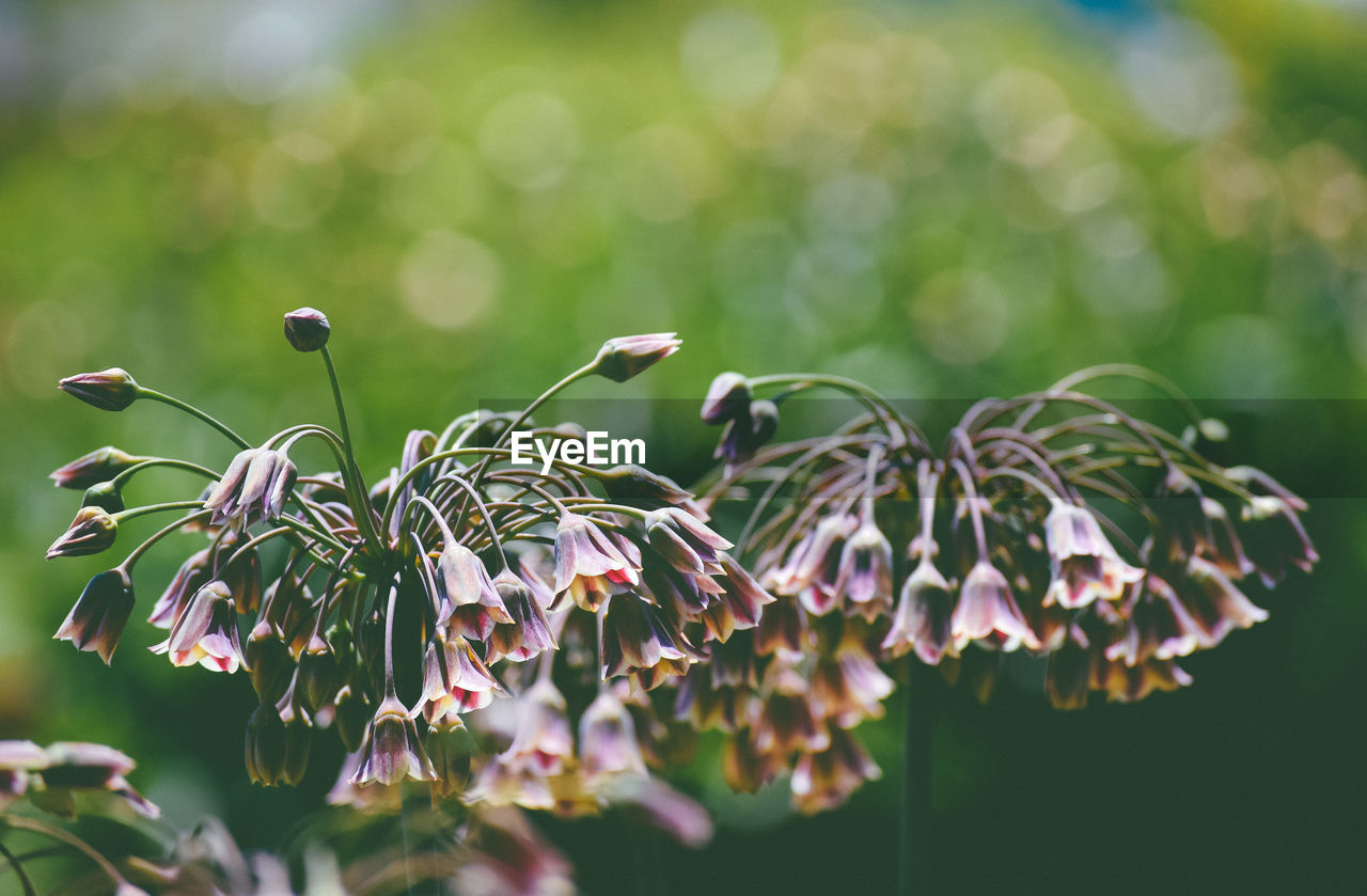 Close-up of flowers in park