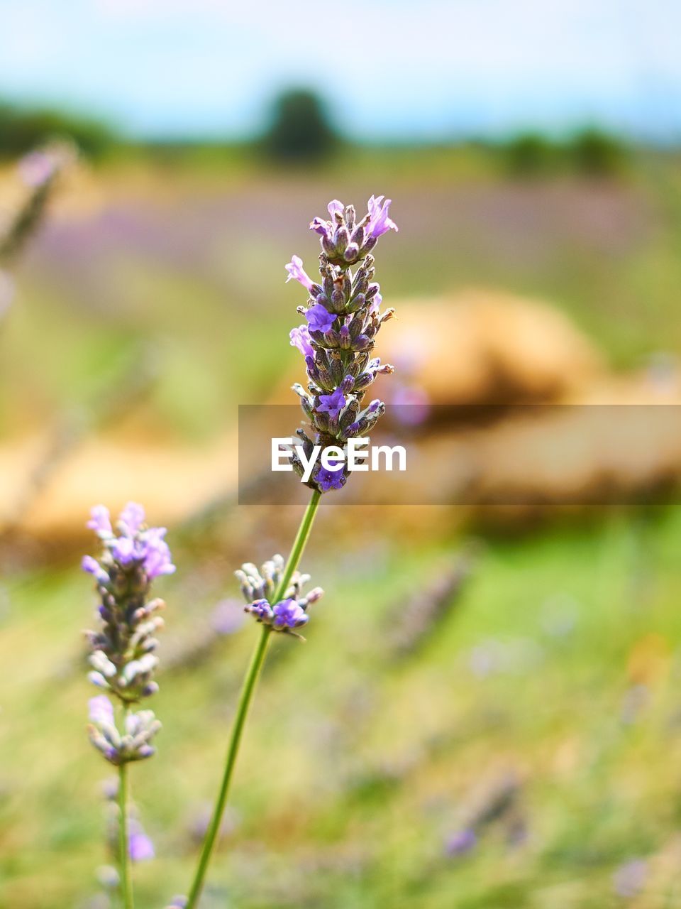 Close-up of purple flowering plant