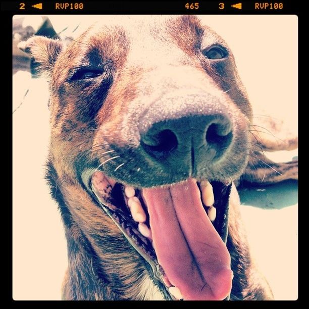 CLOSE-UP PORTRAIT OF DOG