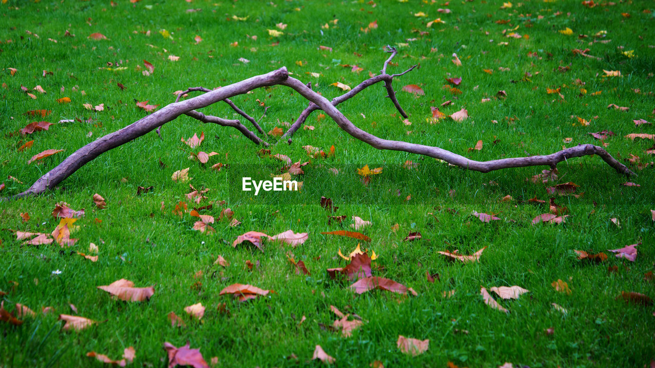 VIEW OF GRASSY FIELD