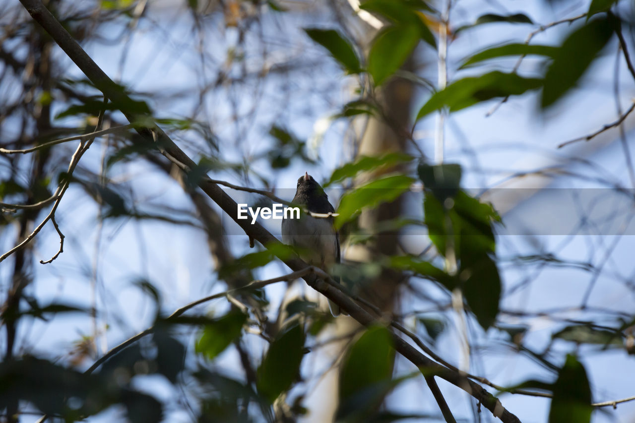 nature, branch, tree, animal wildlife, animal, animal themes, plant, green, bird, wildlife, leaf, flower, one animal, no people, perching, plant part, sunlight, outdoors, sky, environment, beauty in nature, twig, spring, tourism, low angle view, forest