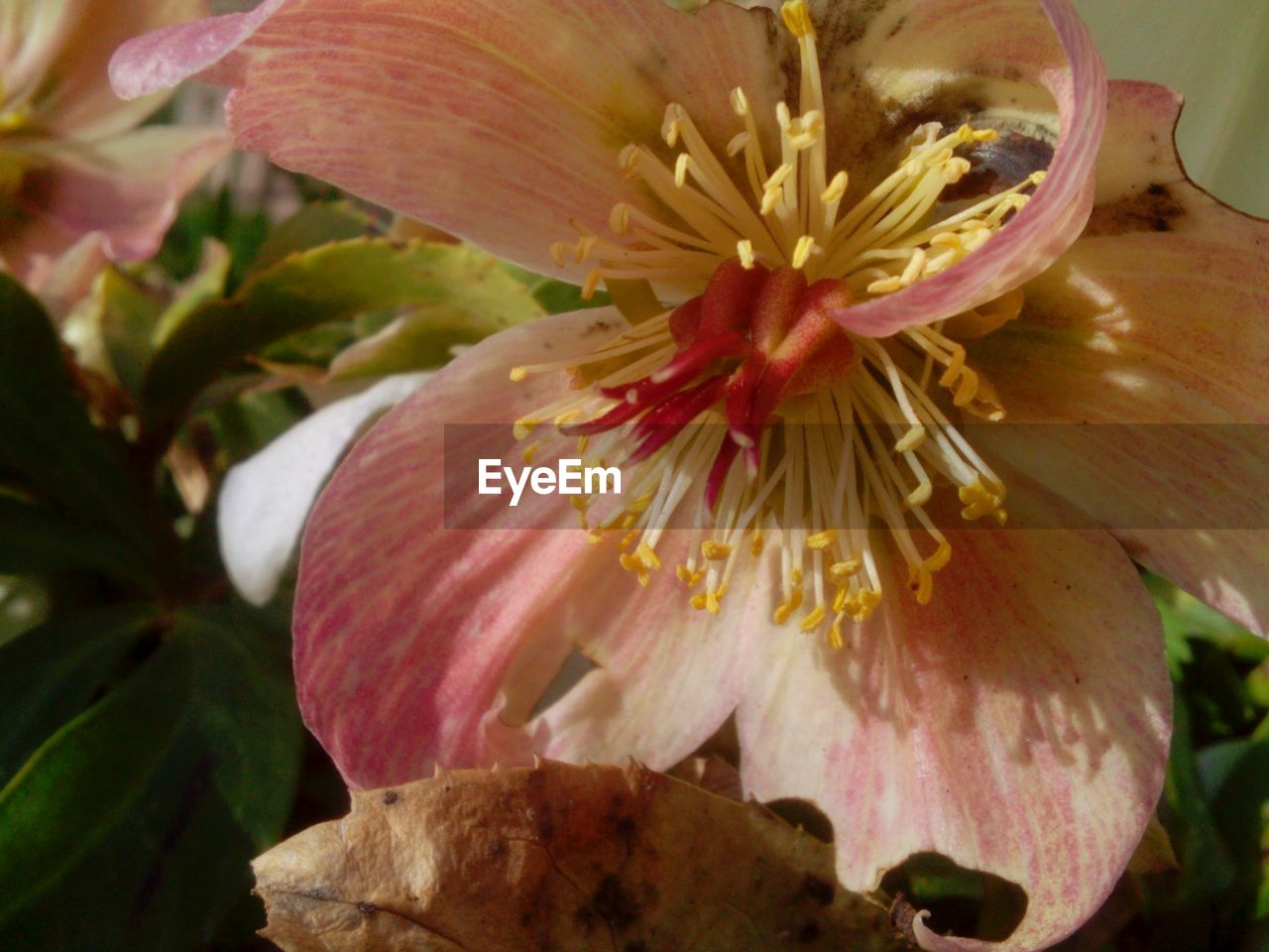 Close-up of pink flower