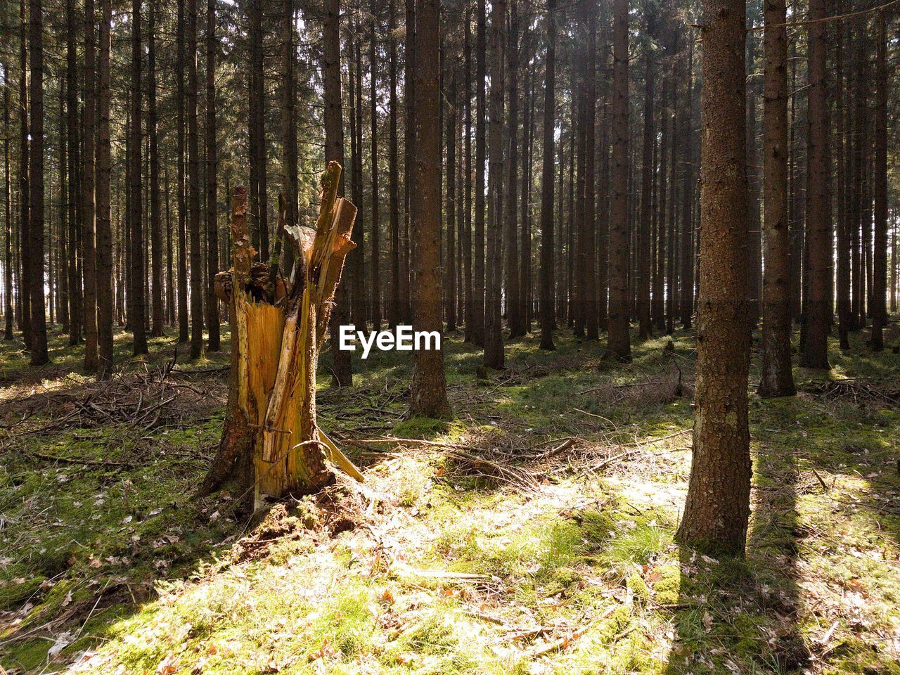 Trees growing on field in forest