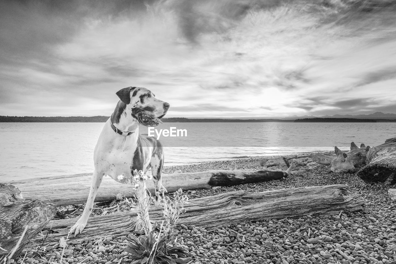 DOG ON THE BEACH