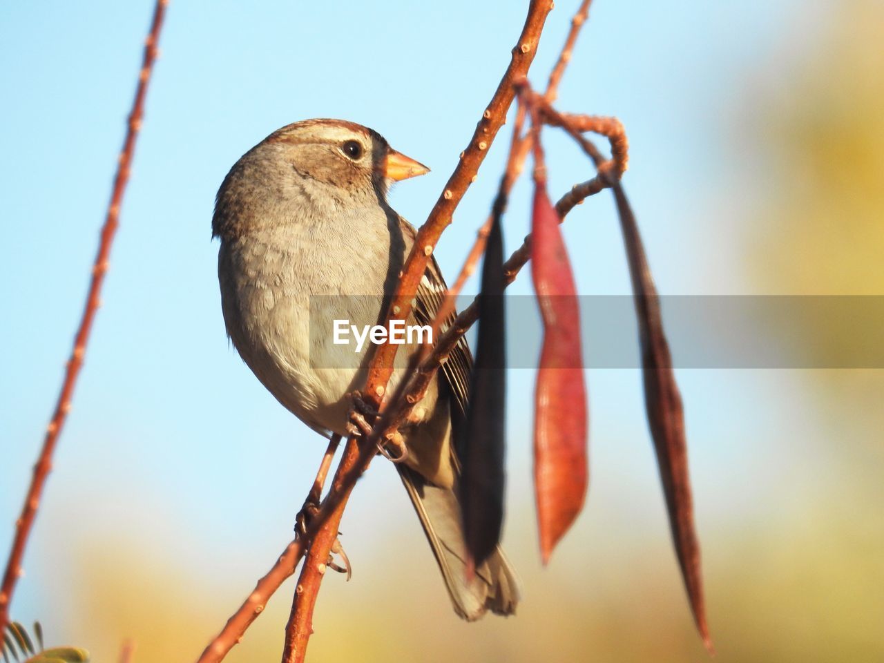 animal themes, animal, animal wildlife, nature, bird, branch, close-up, wildlife, one animal, perching, macro photography, no people, tree, focus on foreground, plant, outdoors, beauty in nature, yellow, day, beak, autumn, sky, flower, leaf