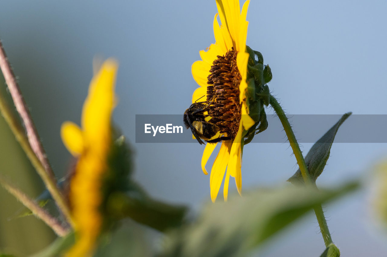 yellow, plant, animal wildlife, animal themes, flower, animal, flowering plant, nature, beauty in nature, insect, macro photography, close-up, one animal, wildlife, freshness, wildflower, no people, fragility, green, growth, plant stem, outdoors, focus on foreground, selective focus, bee, flower head, macro, petal, pollen, sky, animal body part, day, magnification, honey bee, animal wing, environment, moths and butterflies