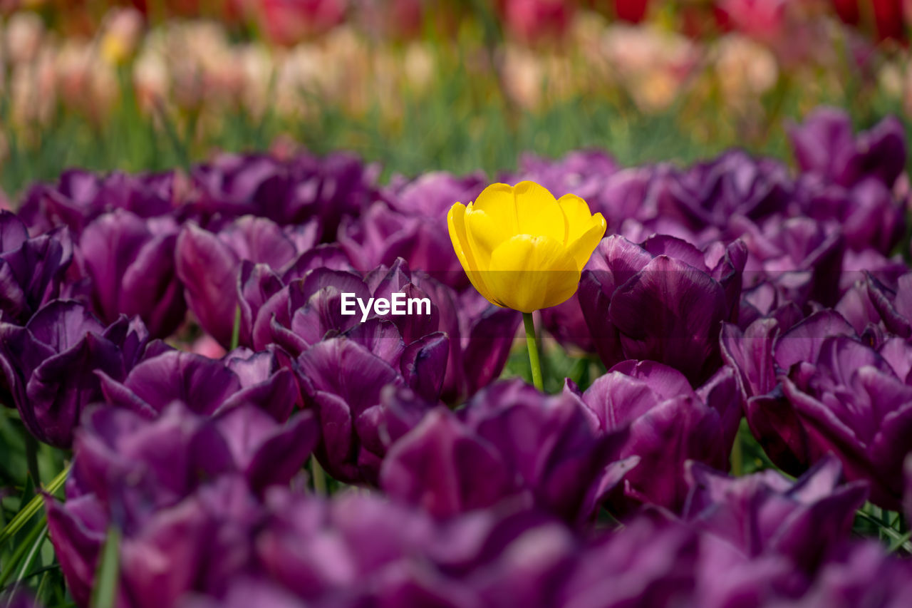 flower, flowering plant, plant, beauty in nature, freshness, purple, nature, petal, close-up, flower head, yellow, fragility, selective focus, growth, inflorescence, crocus, springtime, multi colored, no people, tulip, magenta, outdoors, vibrant color, flowerbed, blossom, garden, pink, field, macro photography, botany, ornamental garden, land, day, summer, plant part