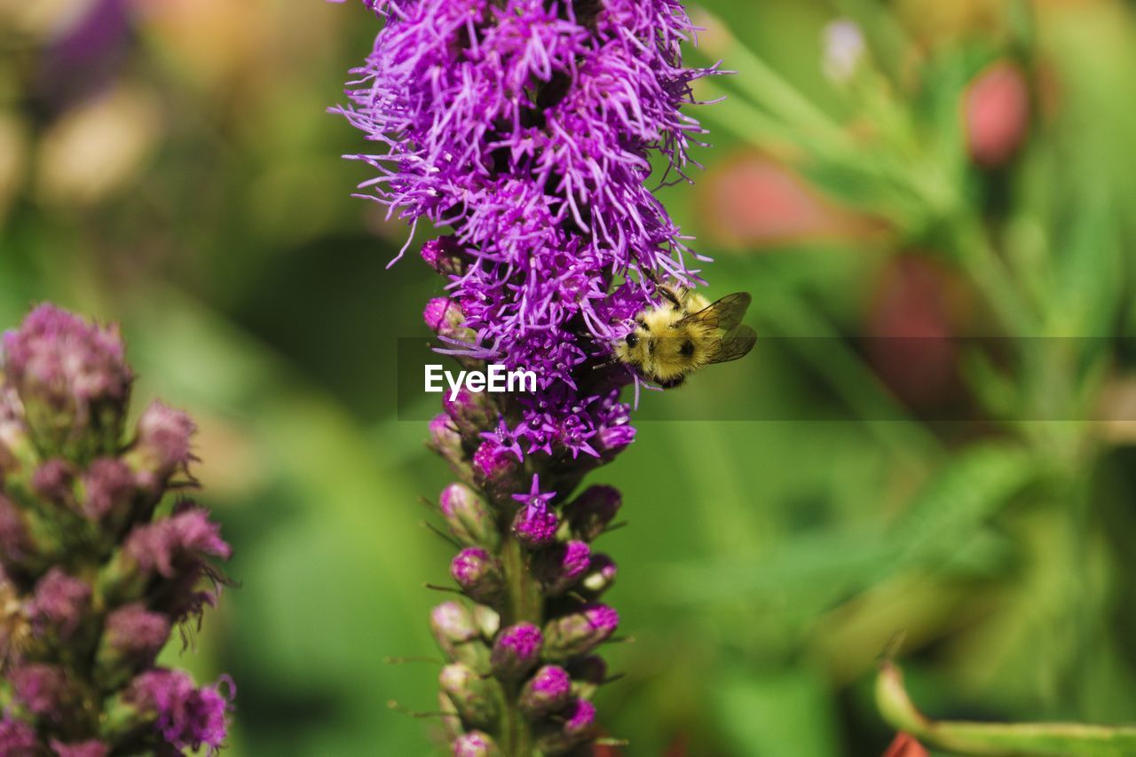 Bee pollinating on flower