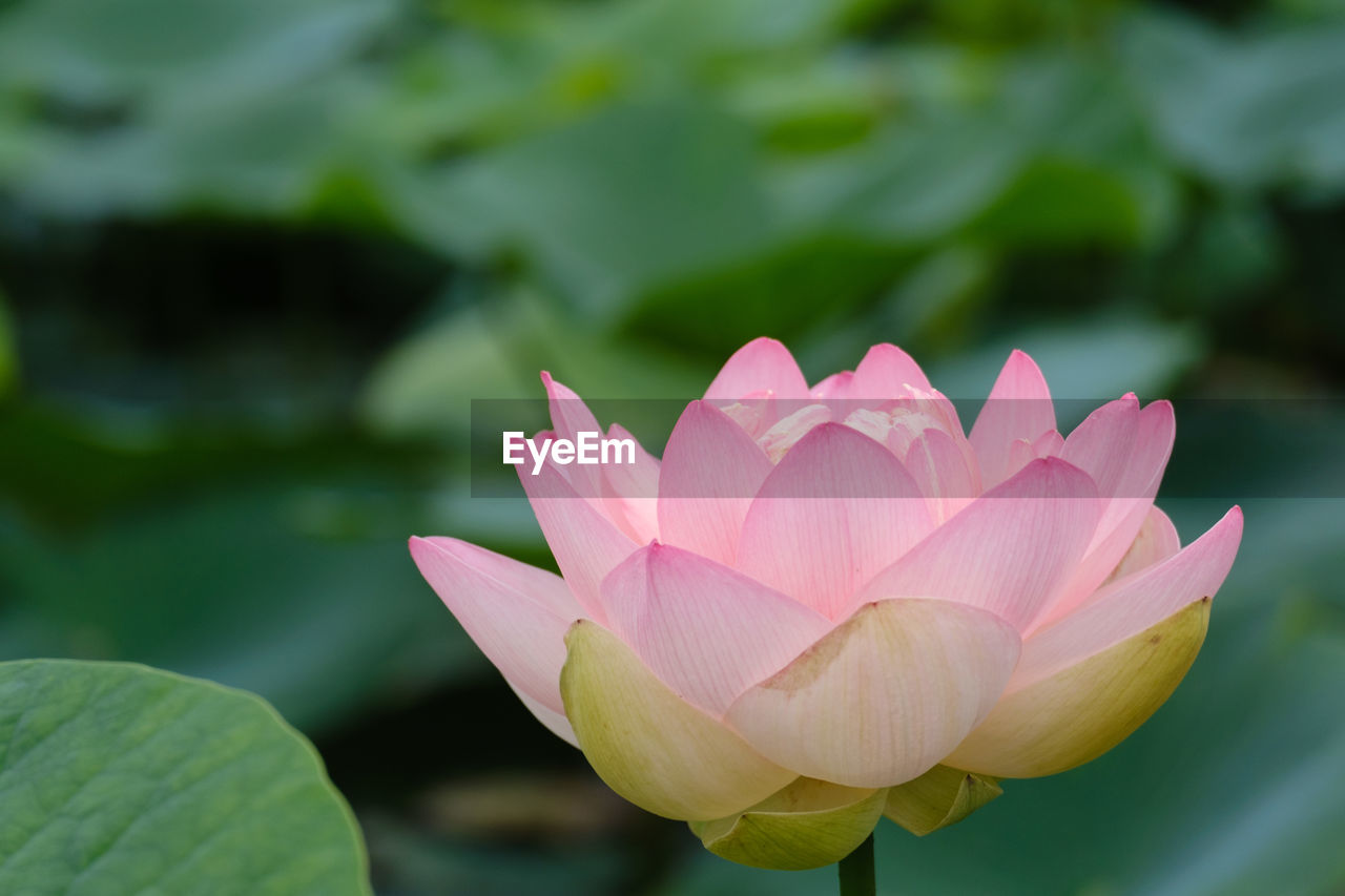 Close-up of pink water lily