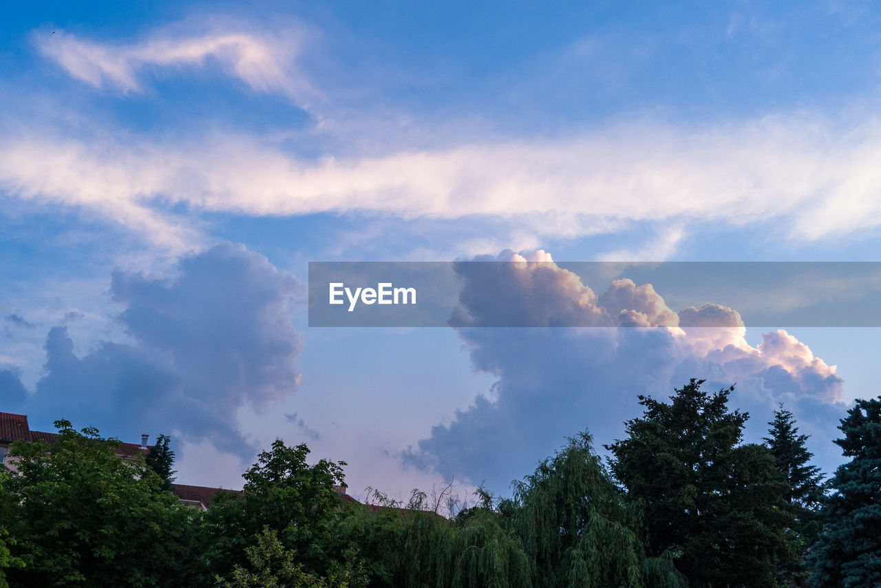 LOW ANGLE VIEW OF TREES AGAINST SKY