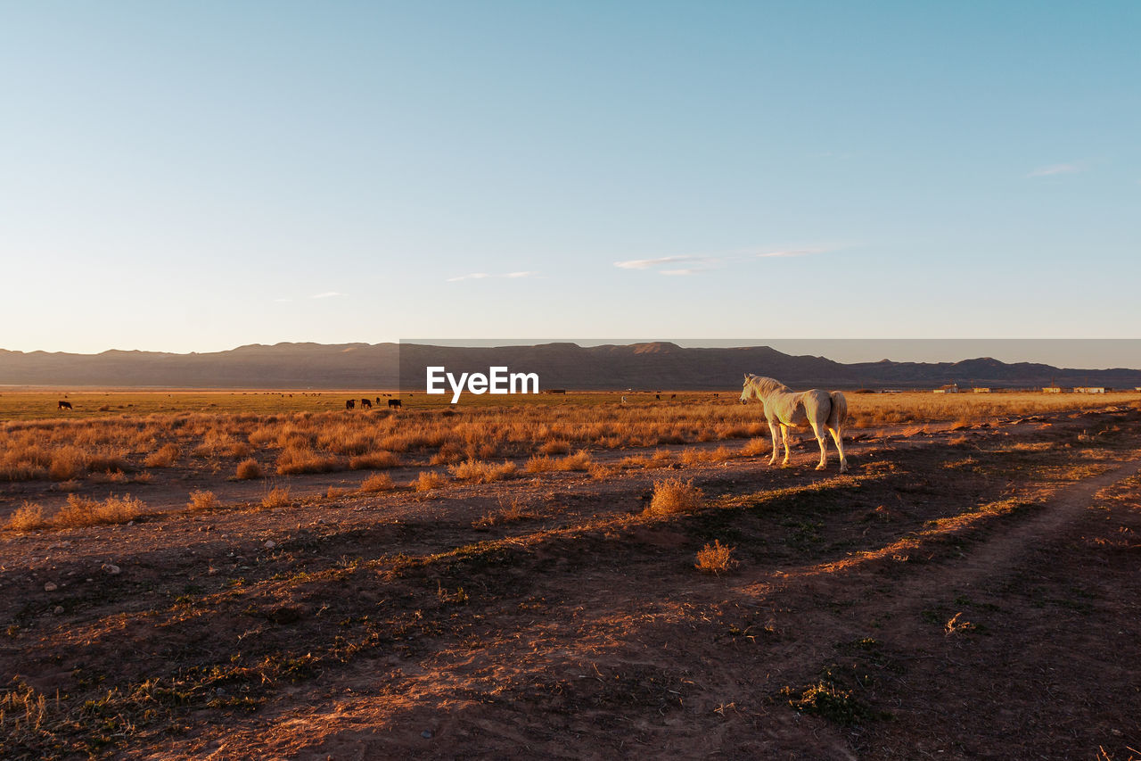 VIEW OF A HORSE ON FIELD