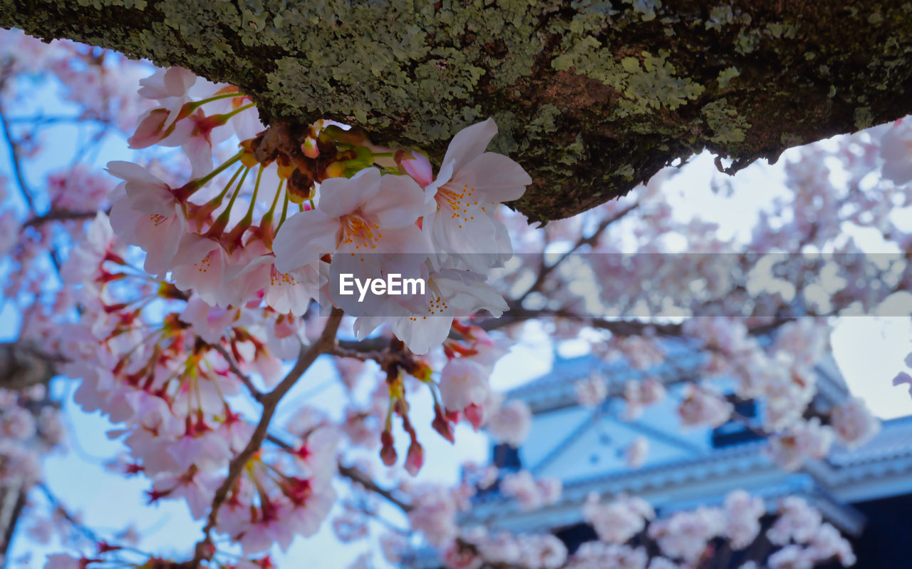 plant, tree, flower, flowering plant, blossom, fragility, beauty in nature, growth, springtime, cherry blossom, freshness, branch, nature, spring, cherry tree, day, no people, close-up, focus on foreground, low angle view, pink, outdoors, sky, botany, petal, flower head, inflorescence