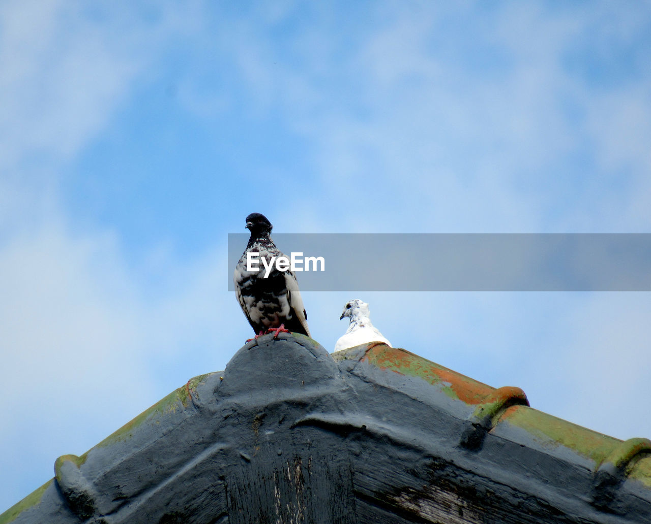 Low angle view of pigeon perching on roof