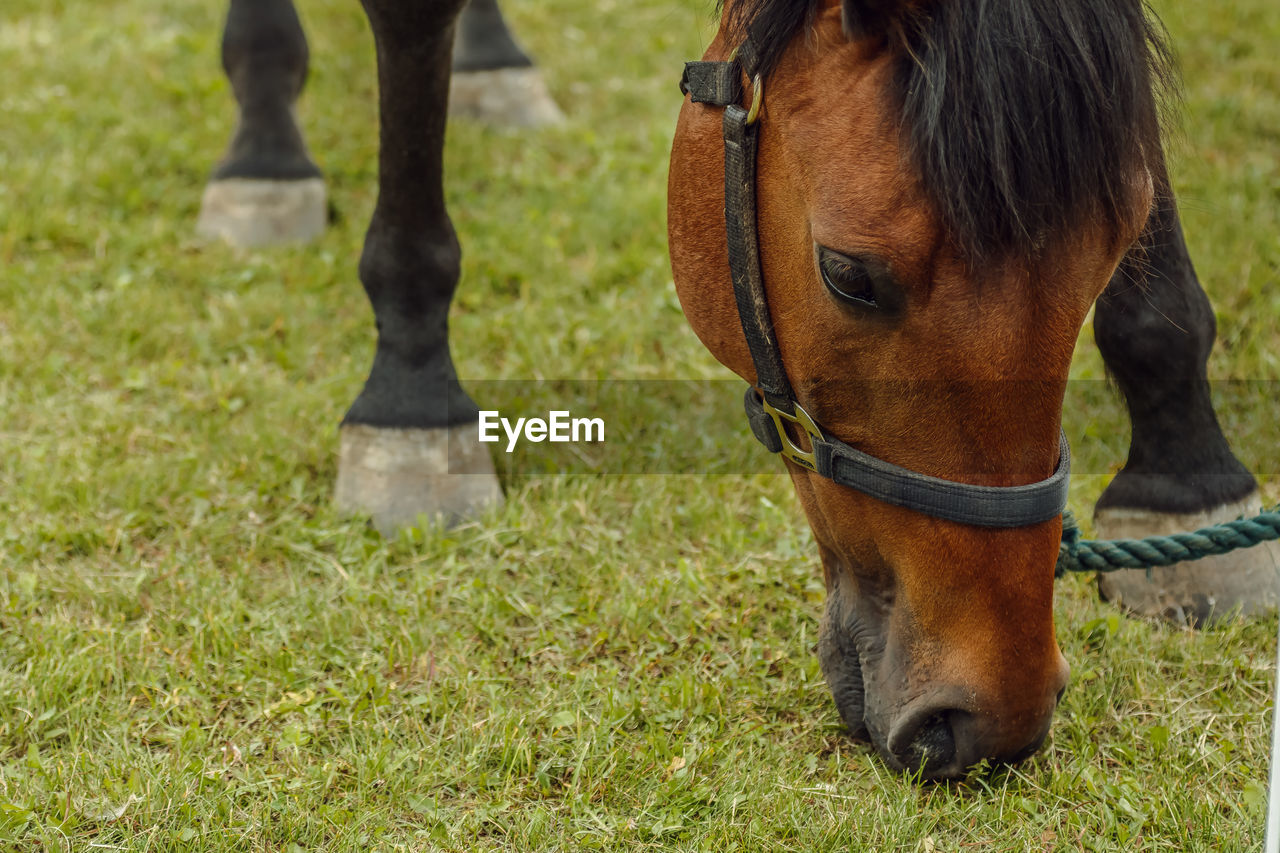 LOW SECTION OF HORSE STANDING ON GRASS