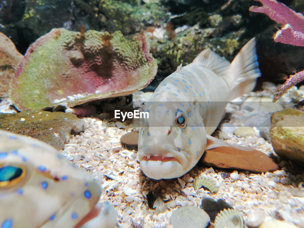 FISH SWIMMING IN SEA