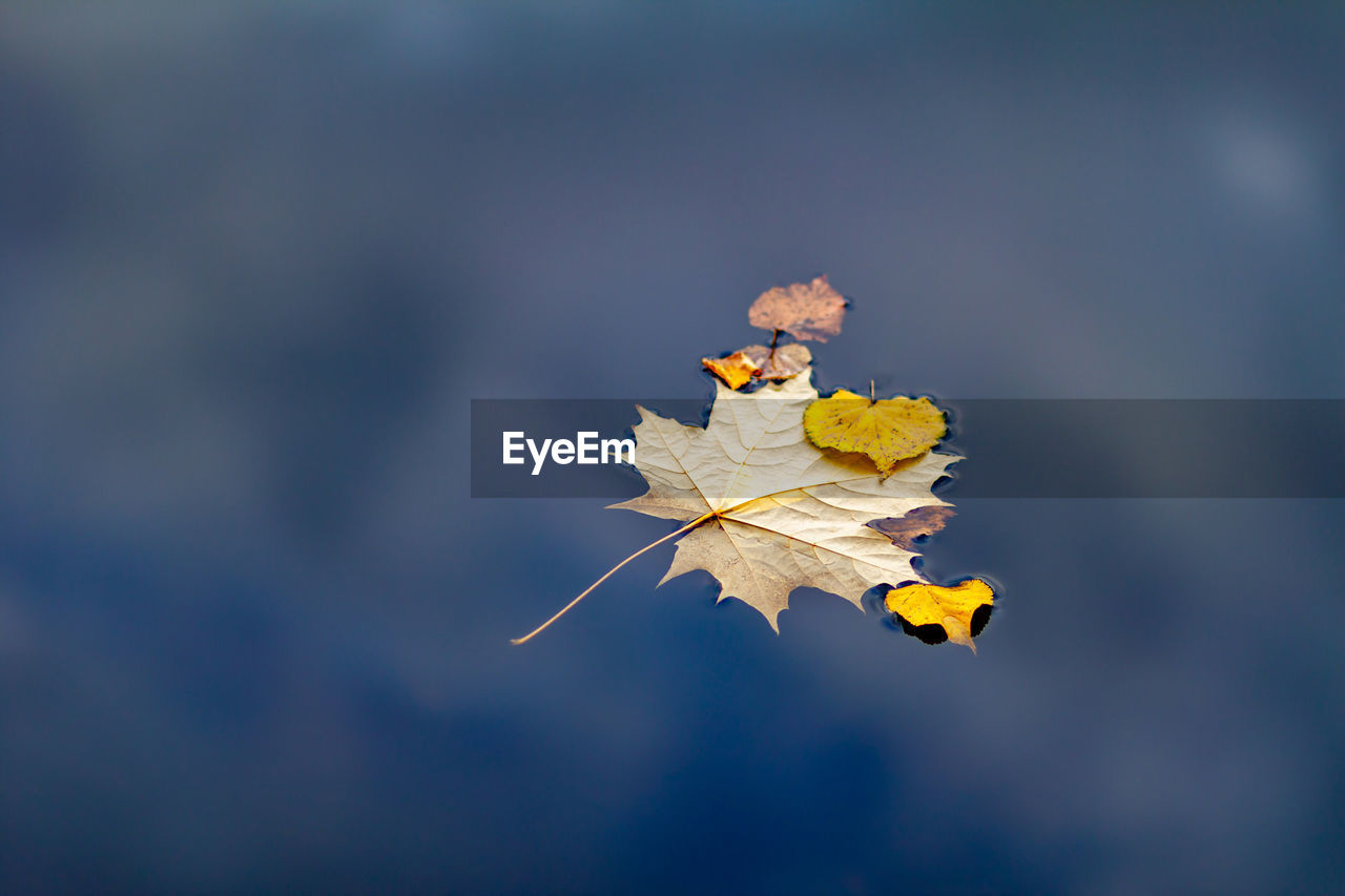 Close-up of yellow maple leaves against blurred background